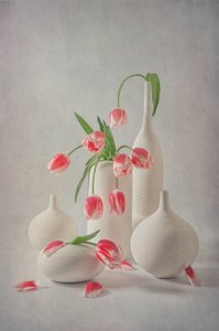 Soft Pink Tulips