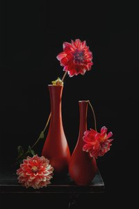 Vibrant Dahlia Still Life by Lydia Jacobs