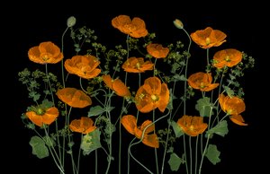 Vibrant Orange Poppies