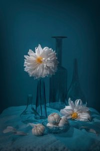 White Dahlia Still Life