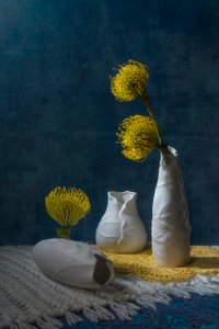 Yellow Protea Still Life