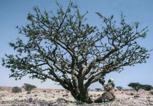 Man collecting the Frankincense resin aka olibanum from a Boswellia tree in Oman