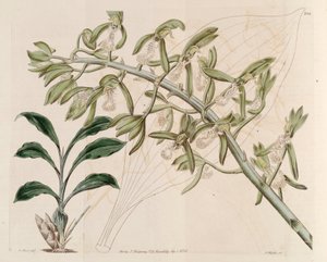 Illustration of Catasetum Cristatum by M. Hart