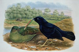 Ptilonorhyncus Violaceus, Satin Bowerbird by M. Hart