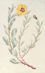 Rose: Persian from the Botanical Register