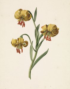 Branch with Three Yellow Lilies