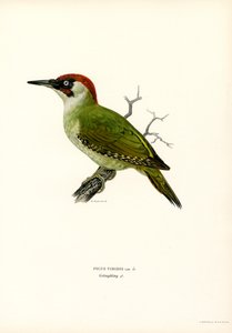 Green Woodpecker