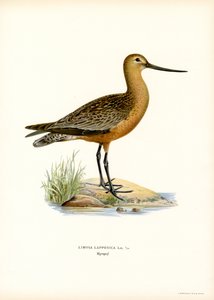 Bar-tailed Godwit