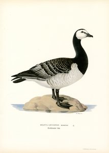 Barnacle Goose by Magnus Ferdinand and Wilhelm von Wright