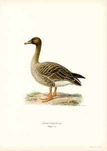 Bean Goose