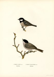 Black-crested Tit by Magnus Ferdinand and Wilhelm von Wright