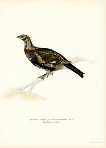 Black Grouse x Western Capercaillie by Magnus Ferdinand and Wilhelm von Wright