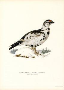 Black Grouse x Willow Ptarmigan