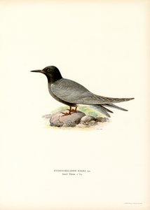 Black Tern by Magnus Ferdinand and Wilhelm von Wright