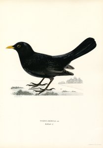 Blackbird by Magnus Ferdinand and Wilhelm von Wright