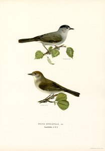 Blackcap by Magnus Ferdinand and Wilhelm von Wright