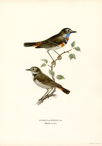 Bluethroat