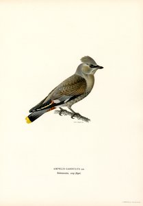 Bohemian Waxwing by Magnus Ferdinand and Wilhelm von Wright