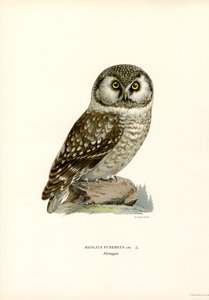 Boreal Owl by Magnus Ferdinand and Wilhelm von Wright