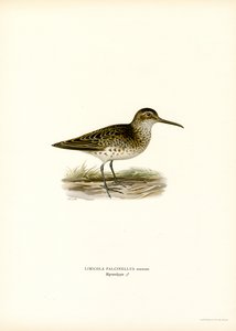 Broad-billed Sandpiper by Magnus Ferdinand and Wilhelm von Wright