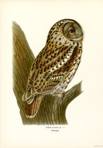 Brown Owl by Magnus Ferdinand and Wilhelm von Wright