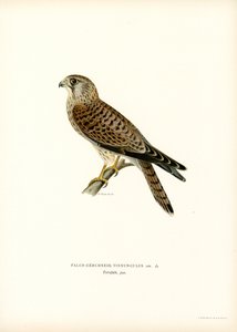 Common Kestrel