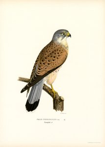 Common Kestrel