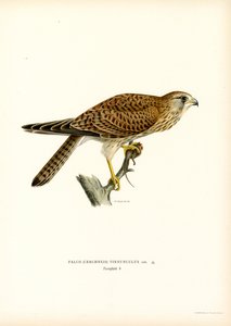 Common Kestrel