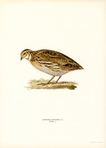 Common Quail by Magnus Ferdinand and Wilhelm von Wright