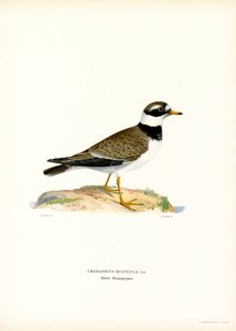 Common Ringed Plover by Magnus Ferdinand and Wilhelm von Wright