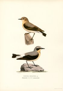 Common Wheatear