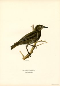 Common Starling by Magnus Ferdinand and Wilhelm von Wright