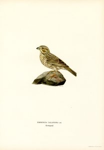 Corn Bunting by Magnus Ferdinand and Wilhelm von Wright