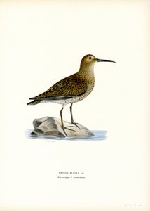 Dunlin