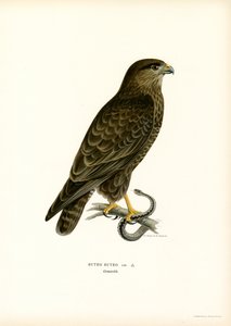 Eurasian Buzzard