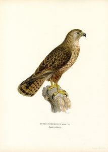Eurasian Buzzard by Magnus Ferdinand and Wilhelm von Wright