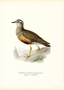 Eurasian Dotterel