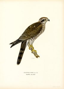 Eurasian Sparrowhawk by Magnus Ferdinand and Wilhelm von Wright