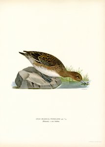 Eurasian Wigeon
