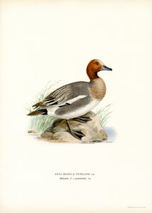 Eurasian Wigeon by Magnus Ferdinand and Wilhelm von Wright