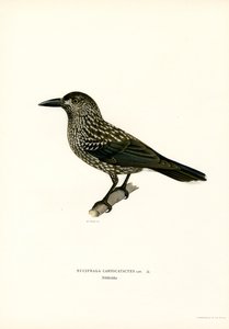 Eurasian Nutcracker by Magnus Ferdinand and Wilhelm von Wright