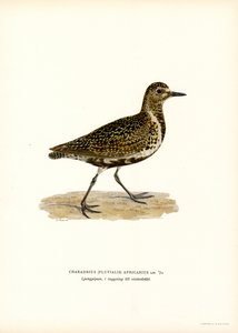 European Golden Plover by Magnus Ferdinand and Wilhelm von Wright