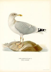 European Herring Gull by Magnus Ferdinand and Wilhelm von Wright
