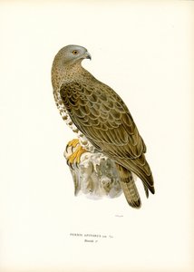 European Honey Buzzard by Magnus Ferdinand and Wilhelm von Wright