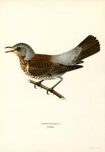 Fieldfare by Magnus Ferdinand and Wilhelm von Wright