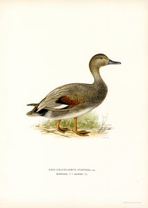 Gadwall