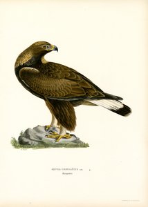 Golden Eagle