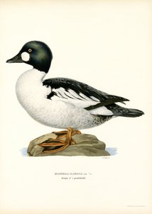 Goldeneye Duck