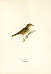 Grasshopper Warbler by Magnus Ferdinand and Wilhelm von Wright
