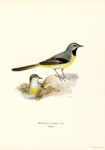 Gray Wagtail by Magnus Ferdinand and Wilhelm von Wright